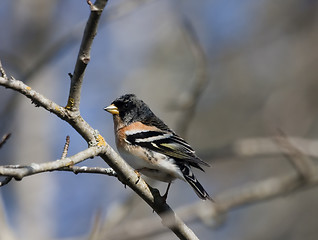 Image showing male brambling