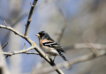 Image showing male brambling