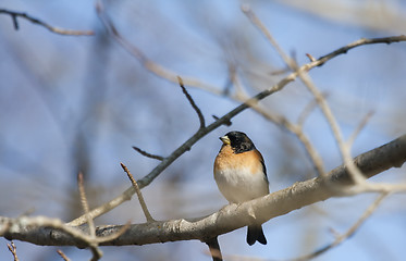 Image showing male brambling