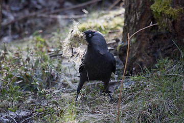 Image showing Nesting jackdaw