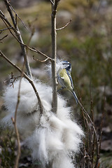 Image showing blue tit