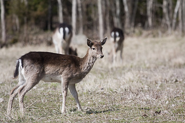 Image showing fallow deer