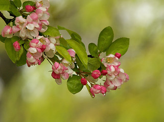 Image showing Blossom