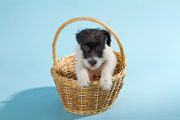 Image showing Parson Jack Russell Terrier