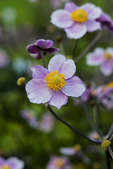 Image showing Anemone