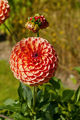 Image showing Ball Dahlia