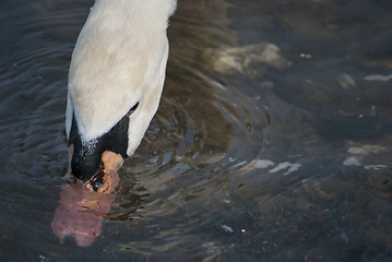 Image showing Swan 