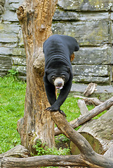 Image showing Sun Bear