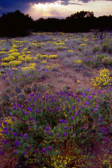 Image showing mountain wildflowers