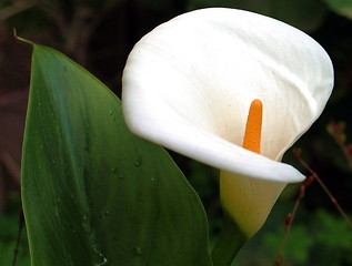 Image showing Calla lily