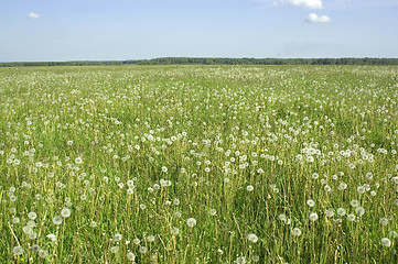 Image showing Dandelions