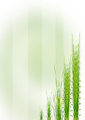 Image showing Green grass