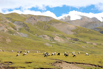 Image showing Landscape in Tibet