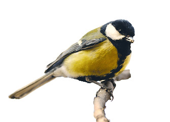 Image showing tit