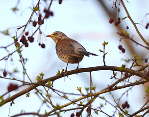 Image showing song thrush