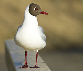Image showing Black-headed Gull