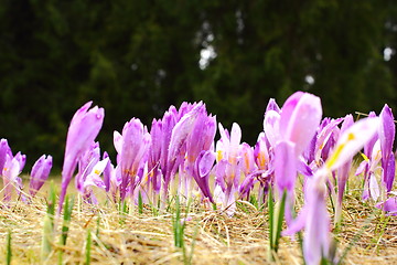 Image showing crocus sativus