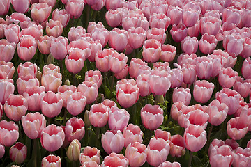 Image showing Pink tulips in park