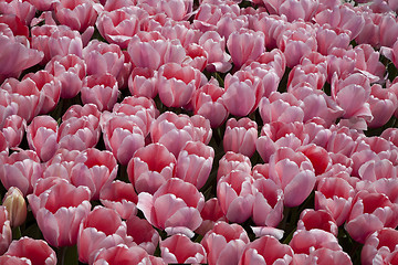 Image showing Pink tulip background