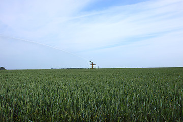 Image showing watering of wheat fields in summer