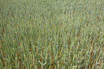 Image showing Green wheat fields in spring