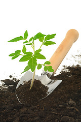 Image showing Tomato seedling on garden trowel, isolated on white