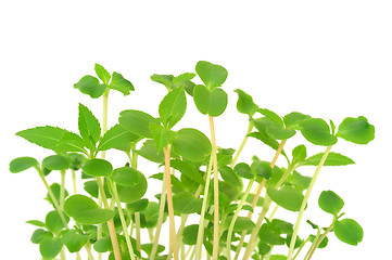 Image showing Group of young Impatiens balsamina flowers growing, isolated on white