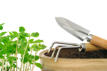 Image showing Young impatiens flowers and gardening tools, isolated on white