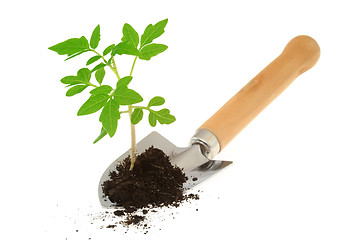 Image showing Tomato seedling on garden trowel, isolated on white