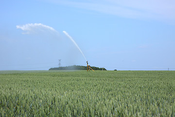 Image showing watering of wheat fields in summer