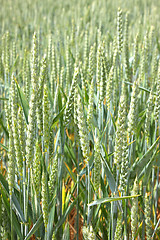 Image showing Green wheat fields in spring