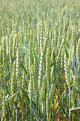 Image showing Green wheat fields in spring