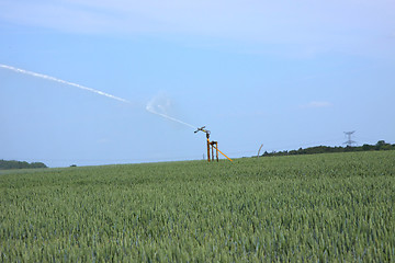 Image showing watering of wheat fields in summer