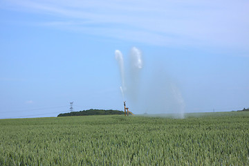 Image showing watering of wheat fields in summer