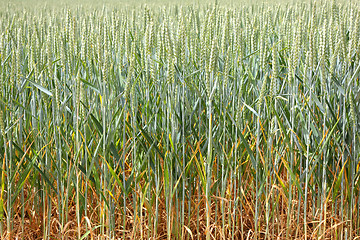 Image showing Green wheat fields in spring