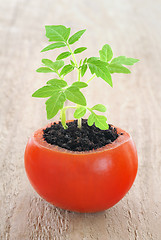 Image showing Young tomato plant growing, evolution concept