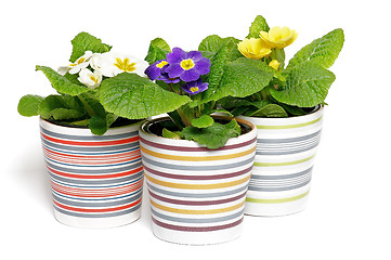 Image showing Multi-colored Primeroses in striped flower pots 