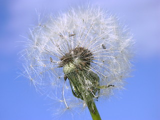 Image showing A dandelion