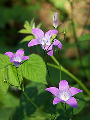 Image showing Forest bluebell