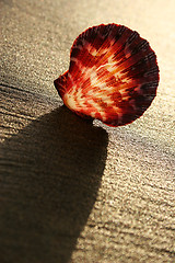 Image showing Sunset Shell