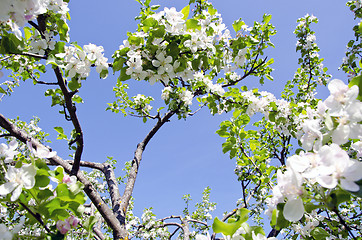 Image showing blossom apple tree branch on background blue sky 