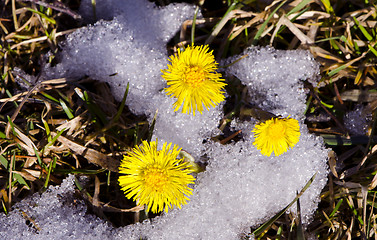 Image showing coltsfoot bloom in spring betwwen snow first plant 