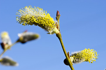 Image showing Closeup macro spring kittens goat willow sky 