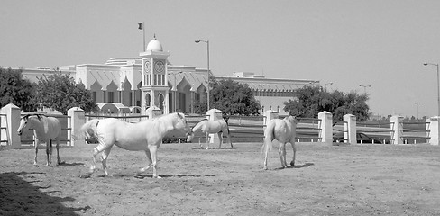 Image showing Horses and emiri palace