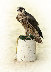 Image showing Arabian hunting falcon