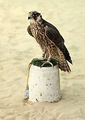 Image showing Arabian hunting falcon