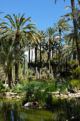 Image showing Palm garden