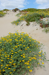 Image showing Dune vegetation