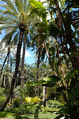 Image showing Palm garden