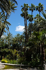 Image showing Palm garden